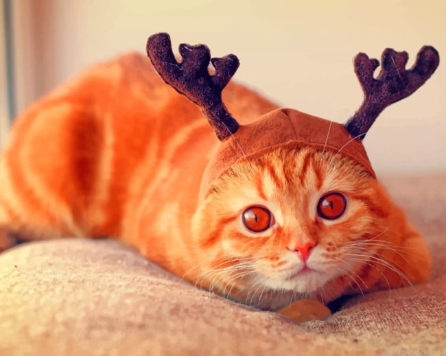 Reindeer Cat With Horns Animals Painting By Numberss.png