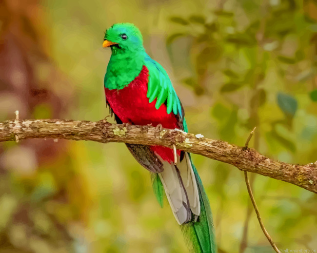 Resplendent Quetzal Bird Painting By Numberss.png