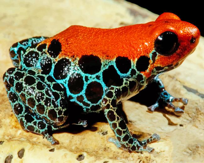 Reticulated Poison Frog Amphibians Painting By Numbers.png