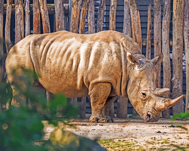 Rhinoceros In Zoo Animals Painting By Numberss.png