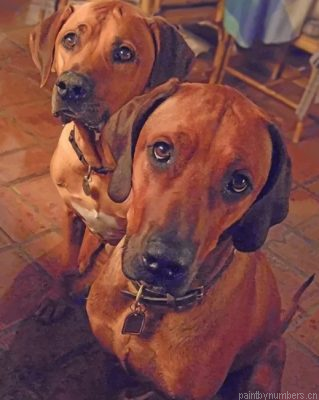 Rhodesian Ridgeback Dogs Painting By Numbers.png