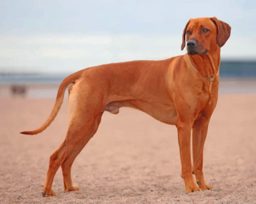 Rhodesian Ridgeback Painting By Numbers.png
