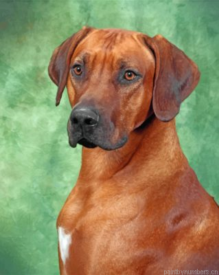 Rhodesian Ridgeback Portrait Painting By Numbers.png