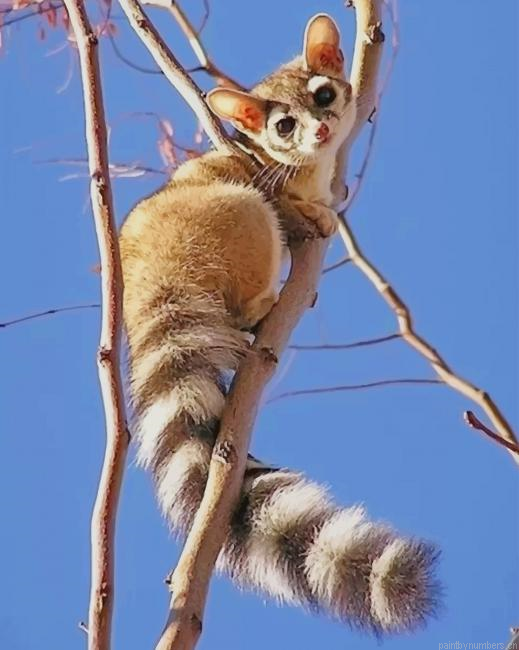 Ring Tailed Cat Animals Painting By Numberss.png