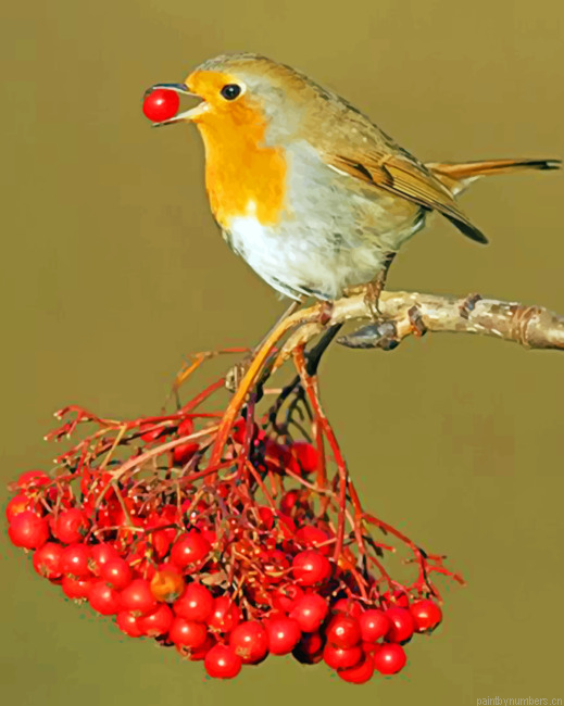 Robin Eating Painting By Numbers.png