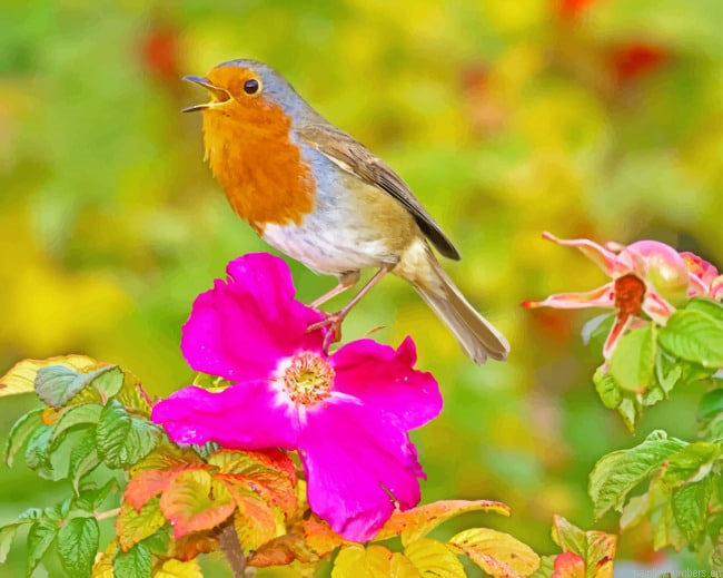 Robin On Pink Flower Birds Painting By Numbers.png