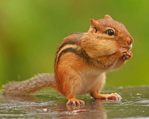 Rodents Chipmunks Squirrel Animals Painting By Numberss.png