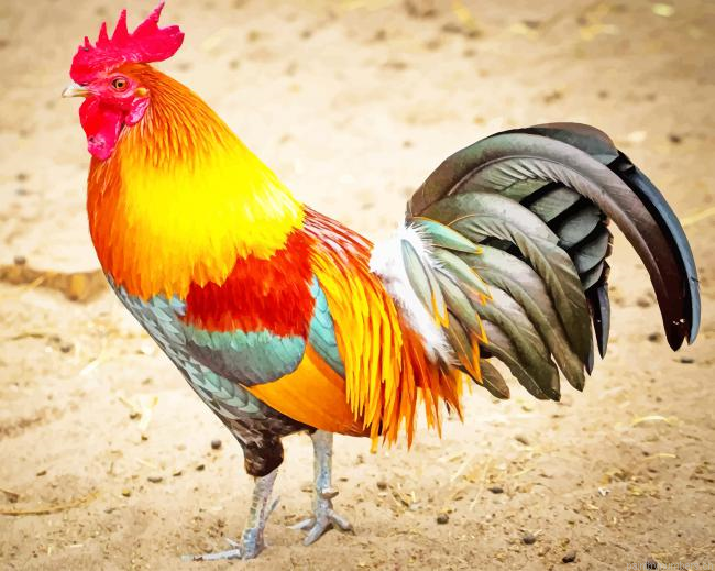 Rooster Birds Painting By Numberss.png