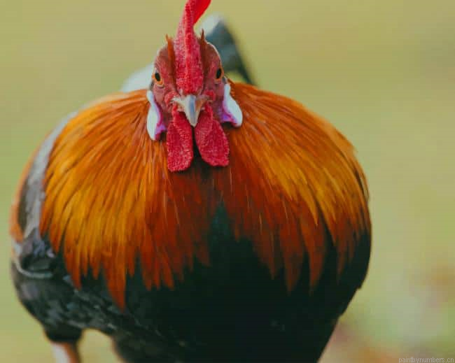 Rooster Chicken Birds Painting By Numberss.png