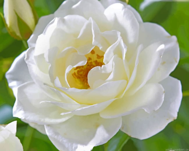 Rosa Korbin Flowers Painting By Numberss.png
