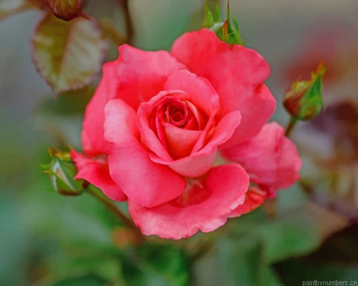 Rose Bokeh Pink Color Flowers Painting By Numberss.png