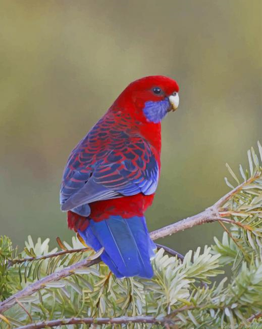 Rosellas Bird Painting By Numberss.png