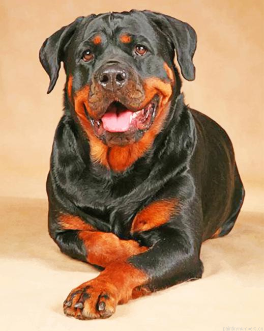 Rottweiler Dog Painting By Numbers.png