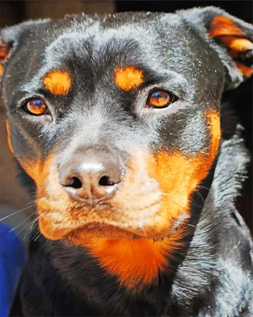 Rottweiler Face Painting By Numbers.png