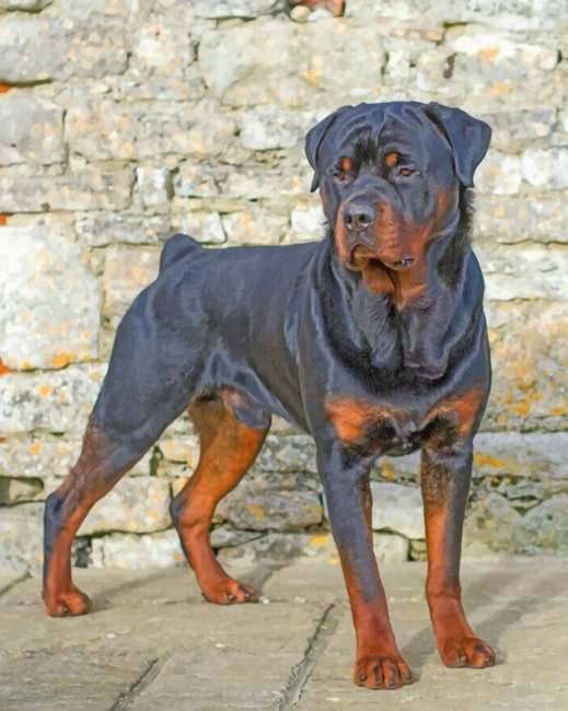 Rottweiler Painting By Numbers.png