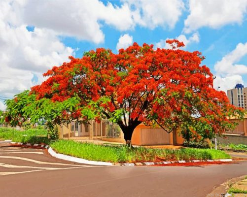 Royal Poinciana Painting By Numbers.png