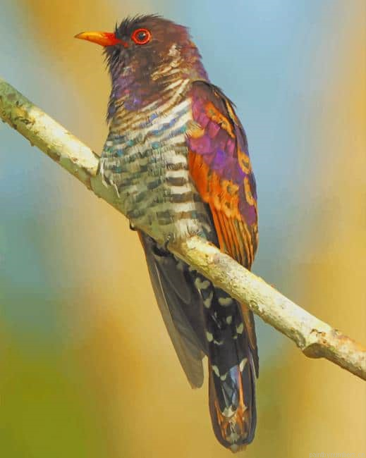 Ruby Throated Hummingbird Birds Painting By Numberss.png