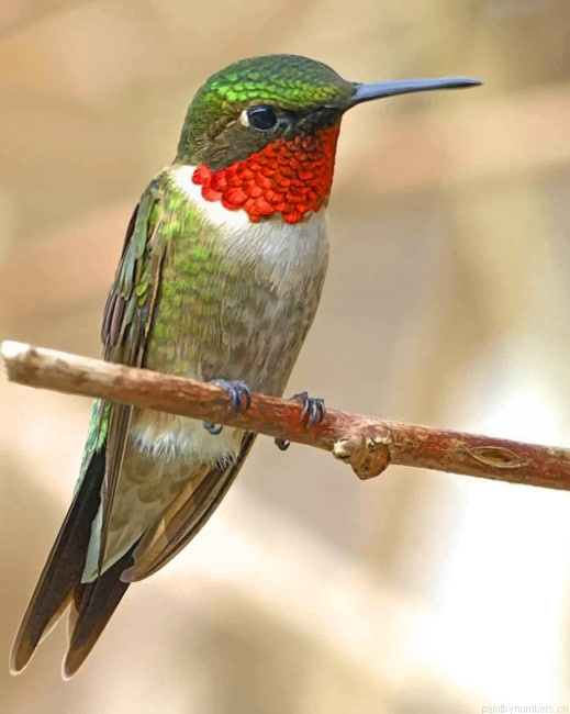 Ruby Throated Hummingbird Painting By Numberss.png