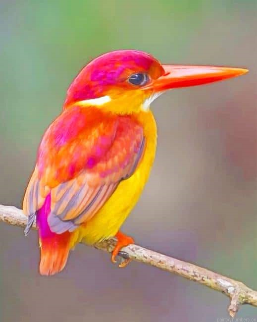 Rufous Backed Kingfisher Birds Painting By Numbers.png