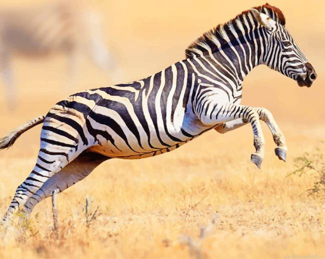 Running Zebra Animals Painting By Numbers.png