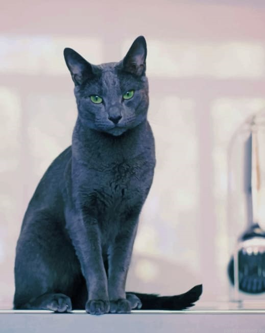Russian Grey Cat Animals Painting By Numberss.png