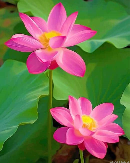 Sacred Lotus Plant Painting By Numberss.png