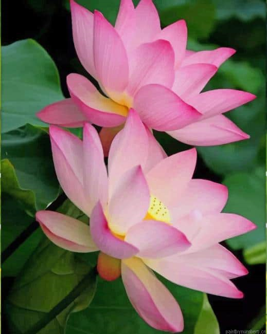 Sacred Lotus Plants Painting By Numberss.png