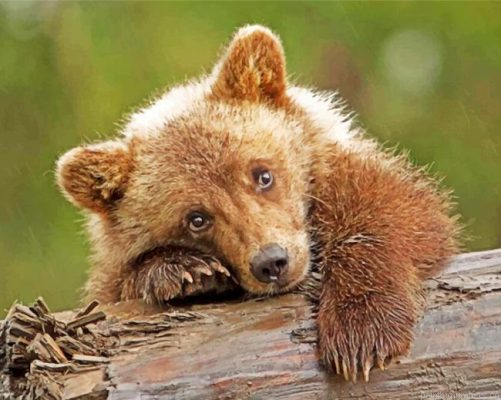 Sad Brown Baby Bear Painting By Numbers.png