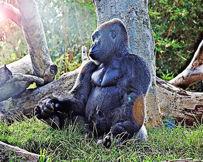 Sad Gorilla Animals Painting By Numberss.png