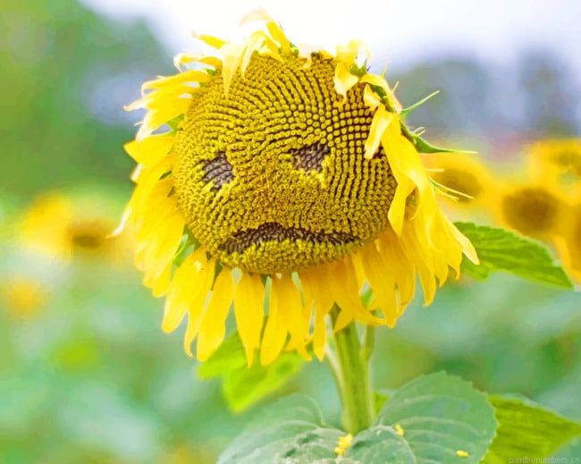 Sad Yellow Sunflower Painting By Numberss.png