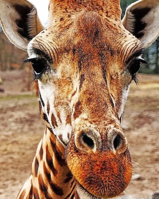 Safari South Africa Giraffe Animals Painting By Numberss.png