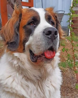 Saint Bernard Dog Painting By Numbers.png
