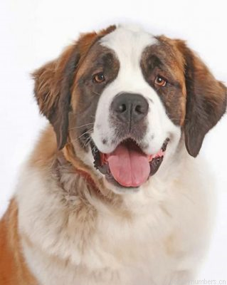 Saint Bernard Portrait Painting By Numbers.png