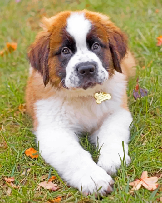 Saint Bernard Puppy Painting By Numbers.png