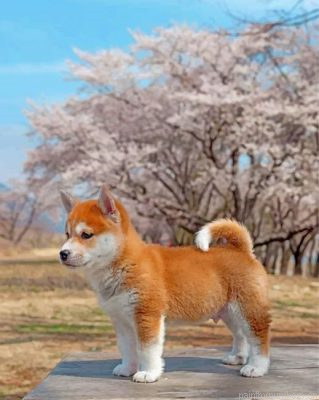Sakura Shiba Inu Dog Painting By Numbers.png