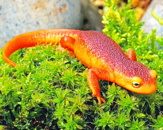 Salamander Reptiles Animal Painting By Numberss.png