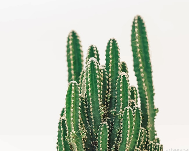 San Pedro Cactus Plant Painting By Numberss.png