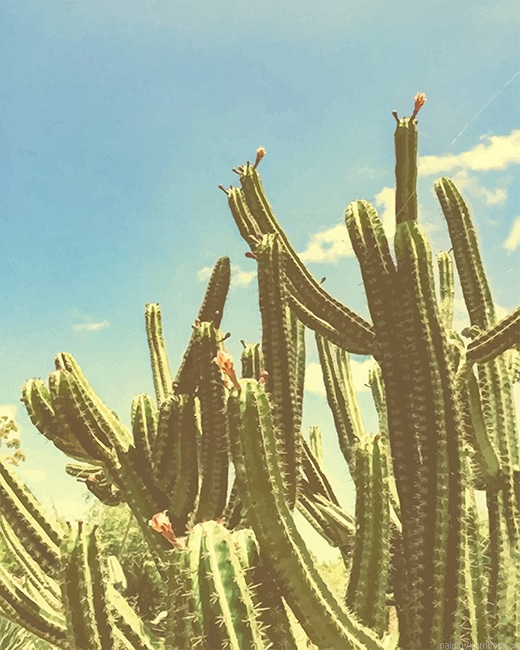 San Pedro Cactus Plants Painting By Numberss.png
