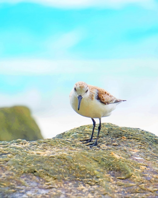 Sandpiper Bird Painting By Numberss.png