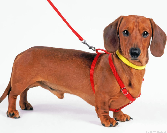 Sausage Dog Painting By Numbers.png