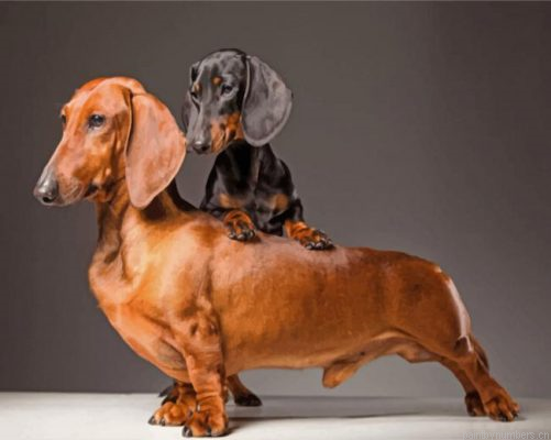 Sausage Dogs Painting By Numbers.png