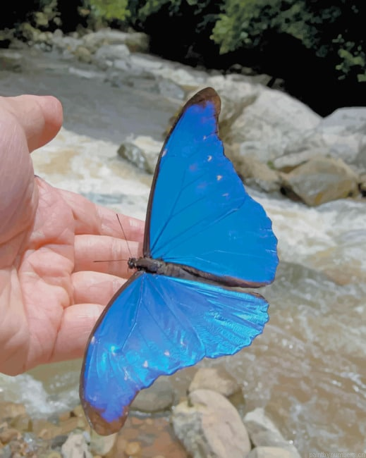 Scarce Morpho Insects Painting By Numberss.png