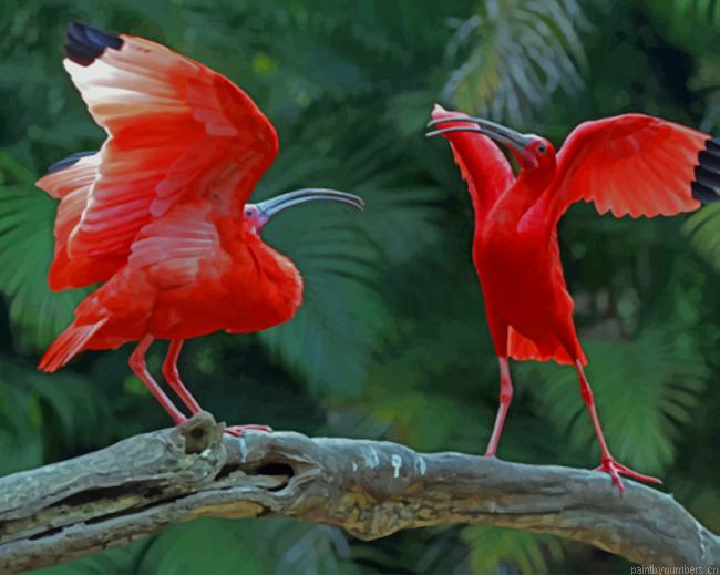 Scarlet Ibis Birds Painting By Numberss.png