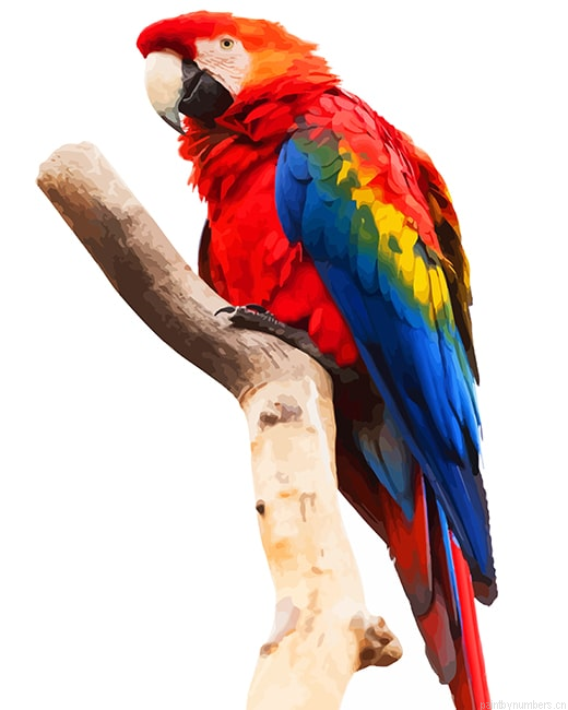 Scarlet Macaw Birds Painting By Numberss.png