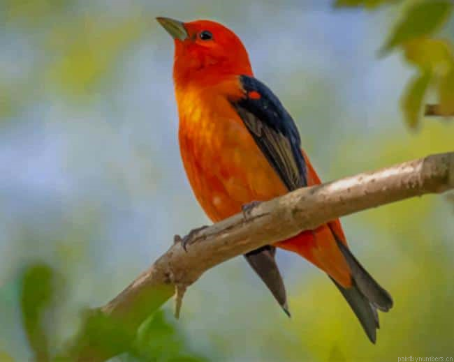 Scarlet Tanager On Branch Birds Painting By Numberss.png