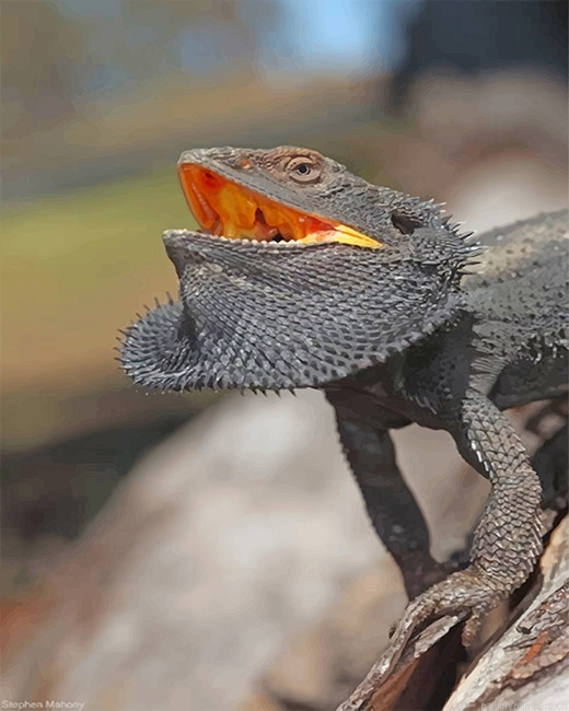 Scary Bearded Dragon Reptiles Painting By Numberss.png