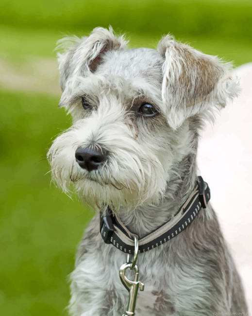 Schnauzer Painting By Numberss.png