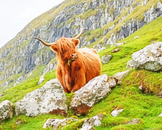 Scotland Cow Animals Painting By Numberss.png