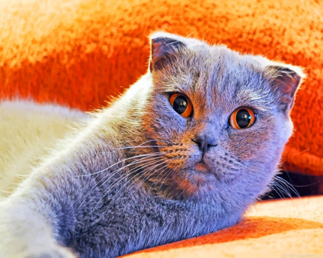 Scottish Fold Cat Animals Painting By Numberss.png