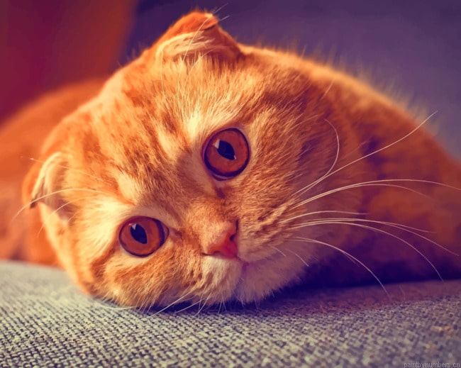 Scottish Fold Kitten Animals Painting By Numberss.png